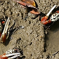 Uca signata in salt marsh.